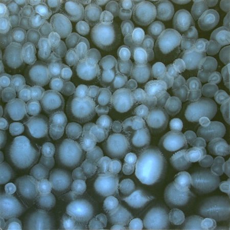 MONTANI Matteo, Corpo