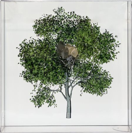 The Painted Distances (Acer palmatum)