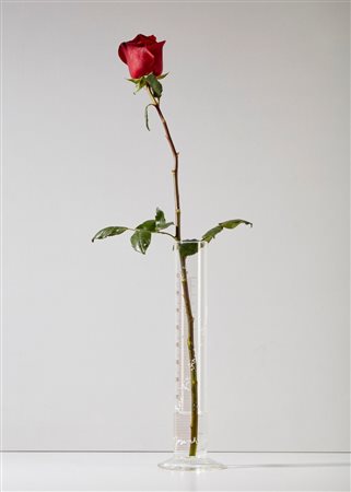 BEUYS JOSEPH (1921 - 1986) - ROSE FUR DIREKTE DEMOKRATIE .