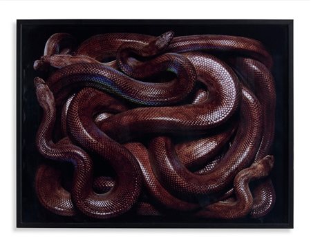 MOCAFICO GUIDO (n. 1962) - EPICRATES CENCHRIA MAURUS .