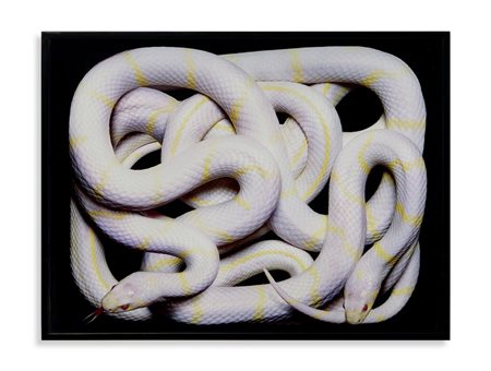 MOCAFICO GUIDO (n. 1962) - LAMPROPELTIS GETULA CALIFORNIAE .