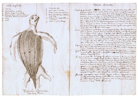  
Studio di Testudo Coriacea XVIII secolo
 