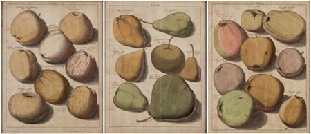 Jacob Folkema (1692 - 1767) 
Pomologia, da Johann Hermann Knoop 
 