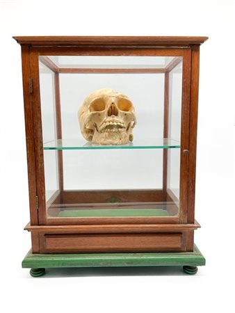 Modello anatomico di teschio in cera entro teca ad uno sportello in legno e rip