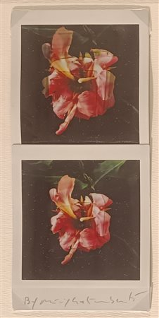 GALIMBERTI MAURIZIO Como (Co) 1956 Biflowers 2017 Polaroid dittico 7,30x15,50...