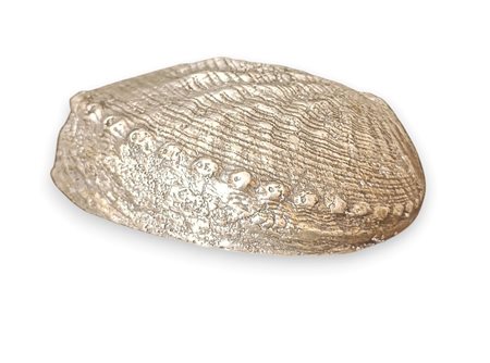 MARIO BUCCELLATI (1891 - 1965) 
Buccellati: Conchiglia naturale ricoperta in argento Metà XX secolo
 Dimensioni 15 x 12 x 5 cm. Peso 227 gr