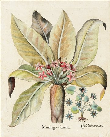 Basilius Besler, Mandragora foemina, Chelidonium minus / Syringa flore...