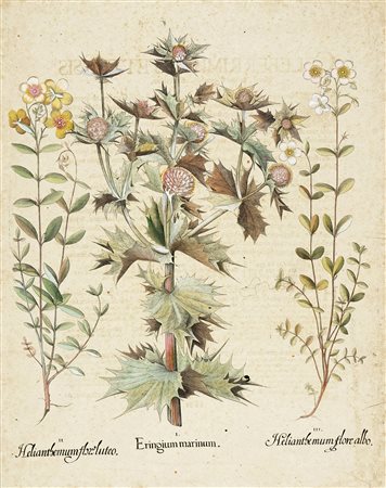 Basilius Besler, Helianthemum flore luteo, Eringium marinum, Helianthemum...