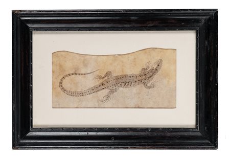Anonimo del XVII secolo, Lucertola. 1600. Penna e inchiostro bruno su foglio...