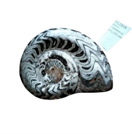 Fossile di Ammonite Lucidata – Esemplare da Collezione "Cabinet de Curiosités"