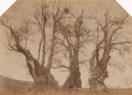 Giovanni Crupi (1859 - 1925)  - Senza titolo (Il castagno dei Cento Cavalli), 1890s