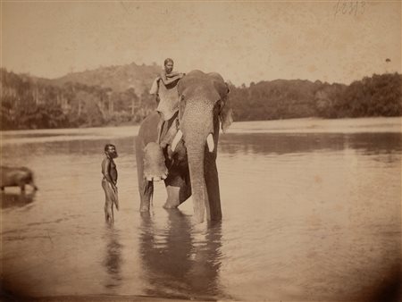 William Louis Henry Skeen & Co (attribuito a) (act. 1868 - 1903)  - Temple Elephant, Sri Lanka, 1910s