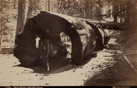 Isah West Taber (1830 - 1912)  - Burnt Section, Mariposa Grove, 1880s/1890s