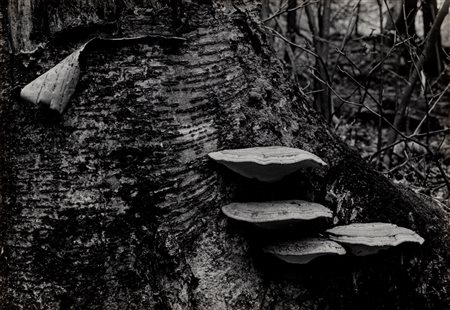 George Tice (1938)  - Peeling bark and fungus, dal portfolio "Peekamose", 1971