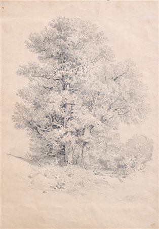 R. Musil Alberi decidui, 1865;Matita, 46 x 34 cm (entro il passe-partout),...