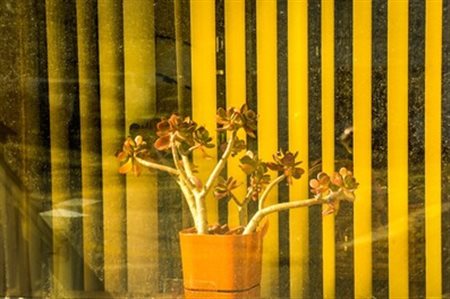 Dennis  Church (USA, 1949 - ) 
Potted Plant in Window, Wisconsin, 2009 
 Sheet Size 21 x 29,7 cm / Image size: 20 x 25 cm
