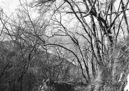 Abbas  Gharib (Teheran, Iran, 1942  - Verona, Italia, 2025) 
Trees #4 2023
 21 x 29,7 cm