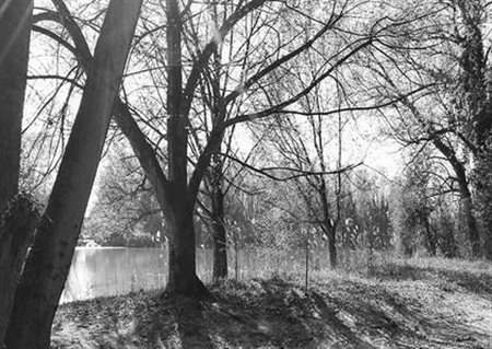 Abbas  Gharib (Teheran, Iran, 1942  - Verona, Italia, 2025) 
Trees #5 2023
 21 x 29,7 cm