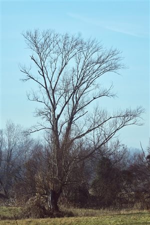 Abbas  Gharib (Teheran, Iran, 1942  - Verona, Italia, 2025) 
Trees 2024
 29,7 x 21 cm