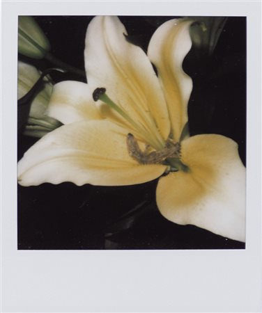 NOBUYOSHI ARAKI Tokyo 25/05/1940 Senza titolo polaroid cm. 11x9, firma al retro.