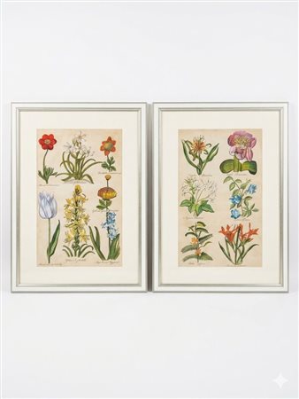 Coppia di incisioni botaniche colorate a mano nello stile di Emanuel Sweert