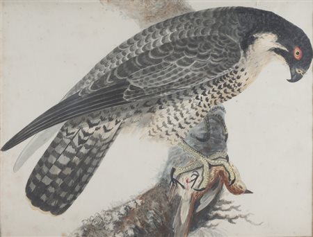 Scuola fine secolo XIX - Studio di rapace con preda