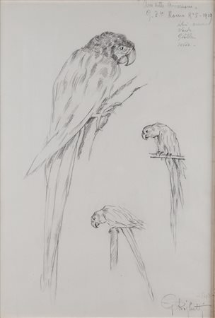 Guido Righetti (Milano 1875 - 1958)  - Pappagallo delle Amazzoni - Roma, 1919