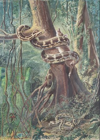 Anonimo - illustrazione con serpente e preda, Around 1950