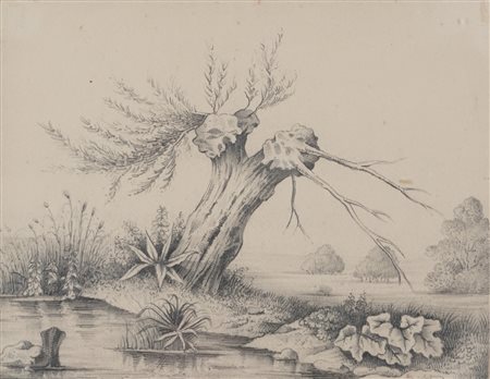 Scuola del secolo XIX - Studio di vegetazione