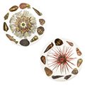 Piero Fornasetti - Coppia di piatti in ceramica Fornasetti, Serie Conchiglie, 20th century
