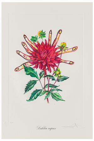 Salvador Dalí (1904 - 1989)
Dahlia Rapax