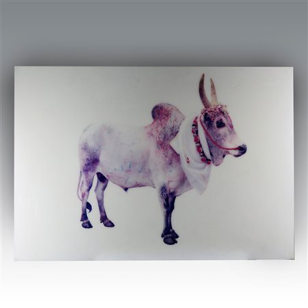Toni Meneguzzo  
"Divine Bovine" 
 cm 125x185