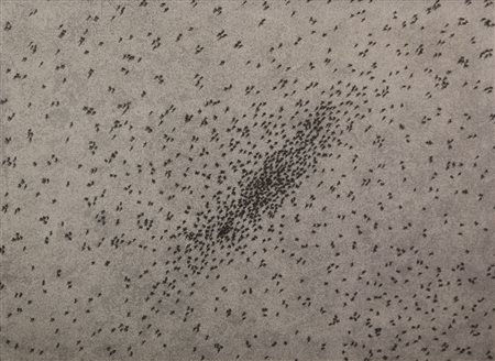 Edward Joseph Ruscha Insect Slant "Ants", 1973, litografia su carta, cm....