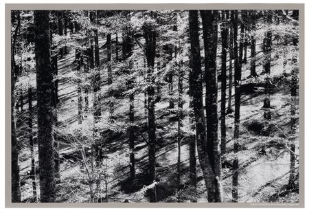Elio Ciol (1929)
Sprazzi di primavera, Bosco del Cansiglio, maggio 2001