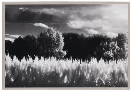 Elio Ciol (1929), da
Ai bordi di un campo, Remanzacco, giugno 2000
