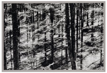 Elio Ciol (1929)
Sprazzi di primavera, Bosco del Cansiglio, 2005