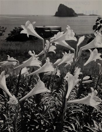 Bruno Stefani (1901 - 1976)  - Dattilo-Panarea, Isole Eolie, 1940s