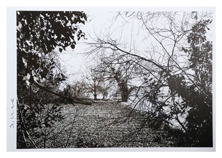 Abbas Gharib, Trees