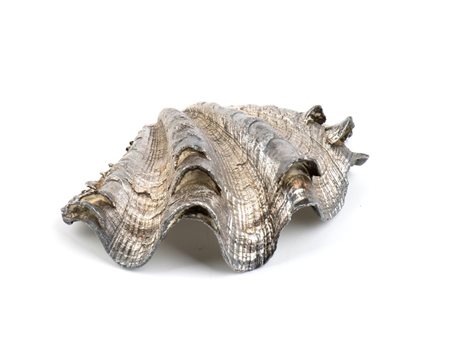 FEDERICO BUCCELLATI Conchiglia marina montata in argento Italia, XX secolo...