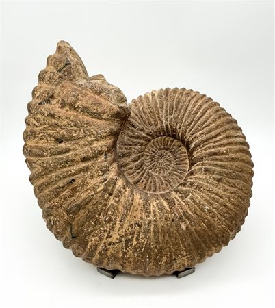 Grande ammonite fossile (cm 39x32) su basamento in metallo (difetti)