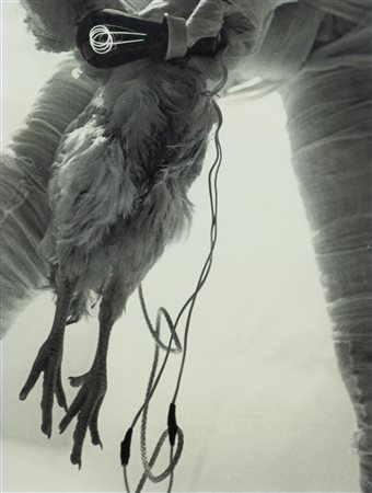 RUDOLF SHWARZKOGLER 6.aktion/52, 1966