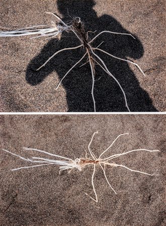 Mario Cresci (1942)  - Dalla serie "Calabria", 2005