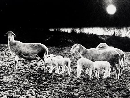 Mario Giacomelli (1925 - 2000)  - La buona terra, 1964/1966