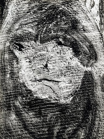 Mario Giacomelli (1925 - 2000)  - Motivo suggerito dal taglio dell’albero, 1967/1969