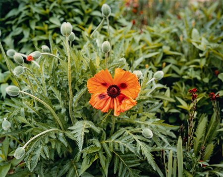 Stephen Shore (1947)  - Giverny #18, 2002