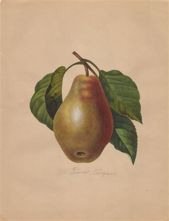 Pierre-Joseph Redouté (after) (Saint-Hubert, 1759 - Parigi, 1840) 
Disegni botanici 
 