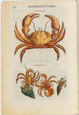 Pietro Andrea  Mattioli (1501 - 1578) 
Commentarii.. 
 