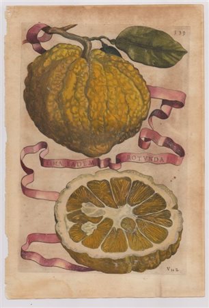 Giovanni Battista Ferrari (Siena , 1584 - 1655 ) 
Hesperides sive de Malorum Aureorum cultura et usu. Libri Quatuor 1656
 