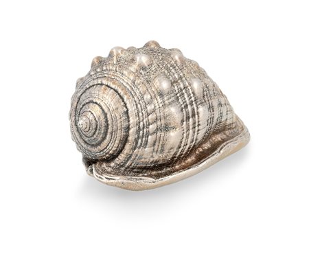 CONCHIGLIA RIVESTITA IN ARGENTO, FEDERICO BUCCELLA