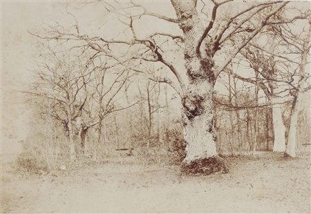 ANONIMO Bosco in inverno. Stampa all'albumina. Cm 40,00 x 27,50. Montata su...